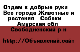 Отдам в добрые руки  - Все города Животные и растения » Собаки   . Амурская обл.,Свободненский р-н